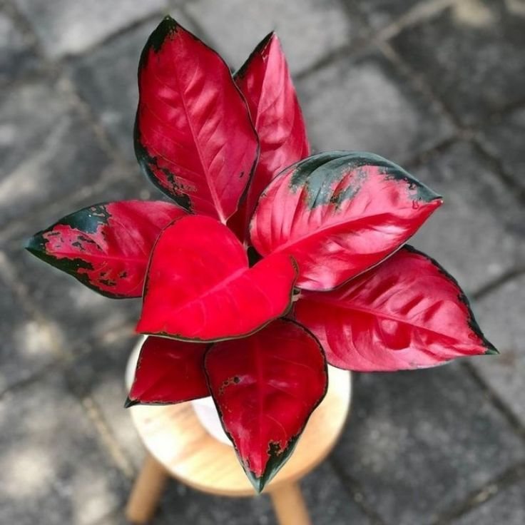Aglaonema Suksom Jaipong